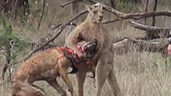 man punches Kangaroo to save his dog