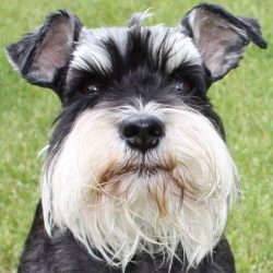 10 Unreal Schnauzer Cross Breeds You Have To See To Believe