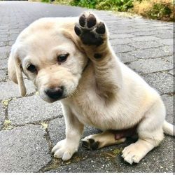 gimme a paw
