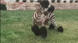 Meet the Zoodle: Dog/Zebra Hybrid