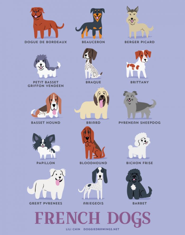 find the perfect dog breed