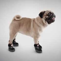 Time for snow shoes