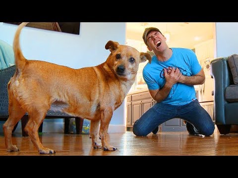 Faking My Death In Front of My Dog – Funny Dog Reacts – YouTube