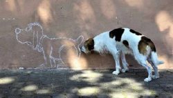 12 Funny Dog Pictures Taken At The Right Time!