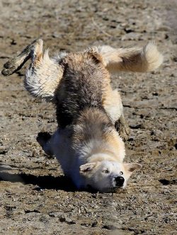 12 Funny Dog Pictures Taken At The Right Time!