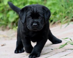 cute puppy