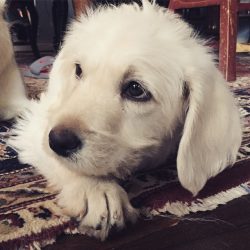 Rabbit Cuddles With A Labrador