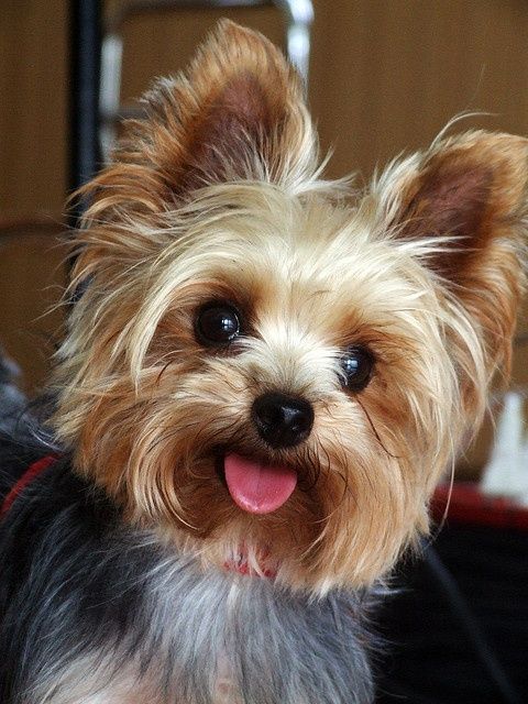 12 Realities That New Yorkshire Terrier Owners Must Accept