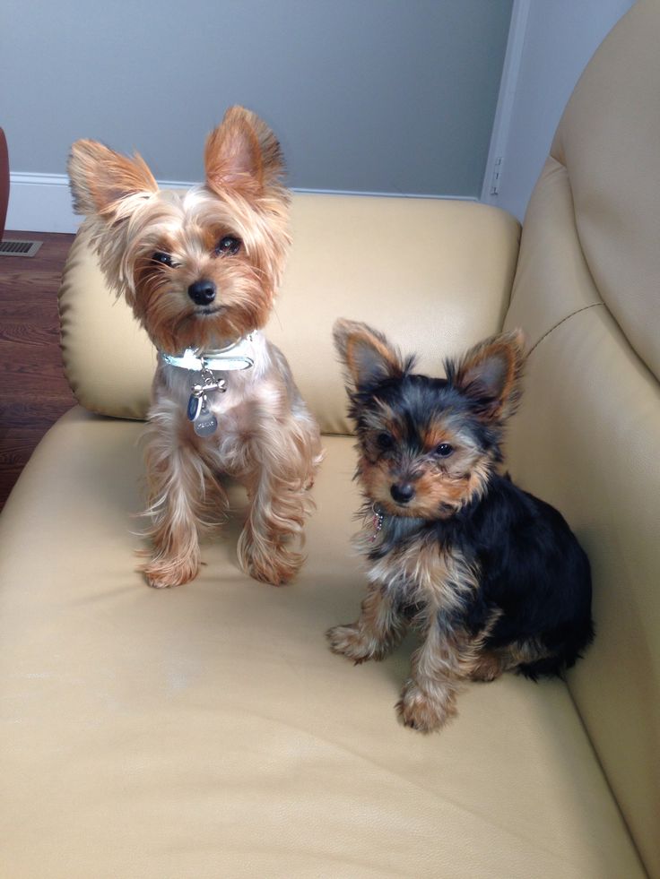 12 Realities That New Yorkshire Terrier Owners Must Accept