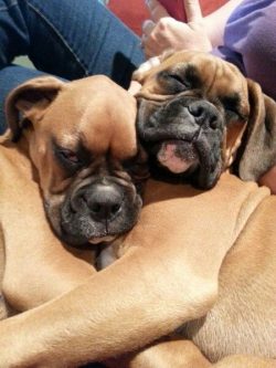 19 Reasons Boxers Are Actually The Worst Dogs To Live With