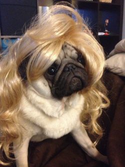 10 Reasons That Pugs Are The Funniest Dogs In The World