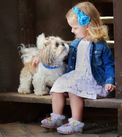 18 Reasons Why No One Should Ever Have A Shih Tzu As A Pet