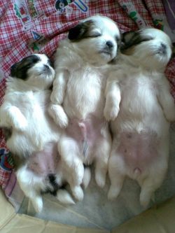 18 Reasons Why No One Should Ever Have A Shih Tzu As A Pet
