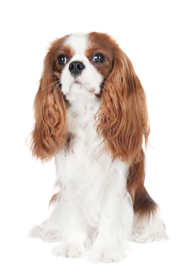 10 Reasons Why You Should Never Own Cavalier King Charles Spaniels