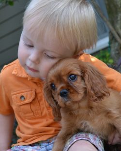 10 Reasons Why You Should Never Own Cavalier King Charles Spaniels