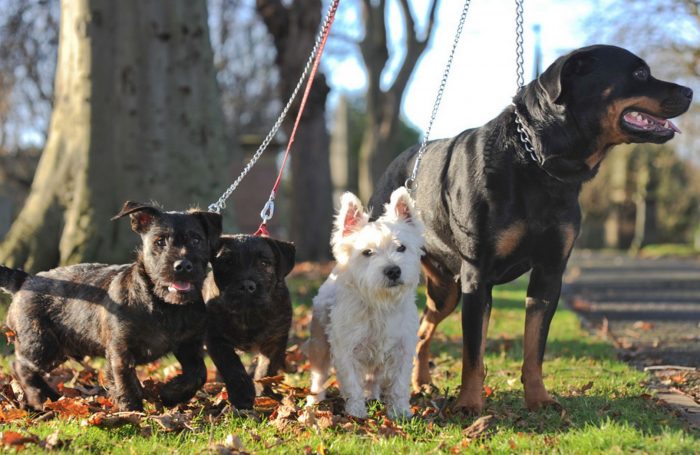 The unlikely  and incomprehensive romance  between Tiny terrier and Rottweiler that produced a l ...