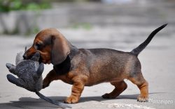 Things You Probably Didn’t Know About Rabbit Dachshunds