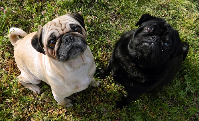10 Unbelievable Facts You Didn’t Know About Pugs