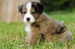26 Unreal Labrador Cross Breeds You Have To See To Believe