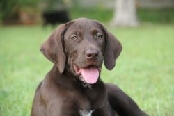 26 Unreal Labrador Cross Breeds You Have To See To Believe