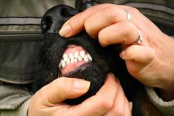 Veterinarian shares 10 critical symptoms of cancer in dogs