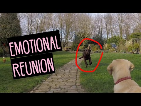 A DAY IN THE LIFE OF OUR CHOCOLATE LABRADOR BARNABY | REUNITED WITH HIS SISTERS AFTER A WEEKEND AWAY – YouTube