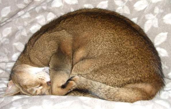 Reason Why Your Cat Curls Up To SleepPosted on January 8, 2015 by Michael Broad
