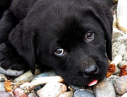 114 Black Labrador Dog Names