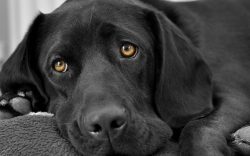 114 Black Labrador Dog Names