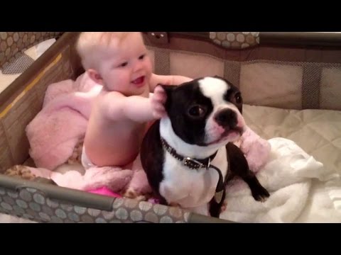 Boston Terrier  and babies . Very funny