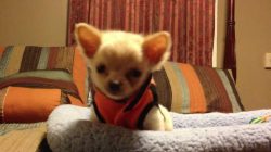 Chihuahua Pet says no !!!! – Chihuahuas.xyz