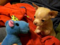 Child Chihuahua Pet Finds A Pal: Boomer & His Blue Hippo – Chihuahuas.xyz