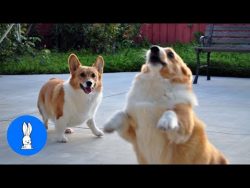 corgis are simply the best