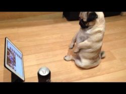 Cutest Pug ever