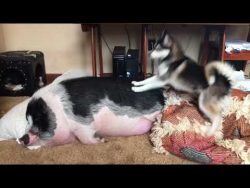 HUSKY DOG TRIES TO WAKE UP SLEEPING PIG – This is more than hilarious, Husky Tries To Wake ...