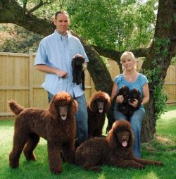 A poodle family
