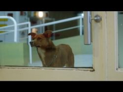 Dog watches helplessly as owner dies – now watch the unexpected turn at the hospital
It’s  ...