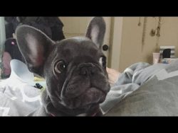 (French Bulldogs are very funny . Here are 86) Funniest & Cutest French Bulldog Videos