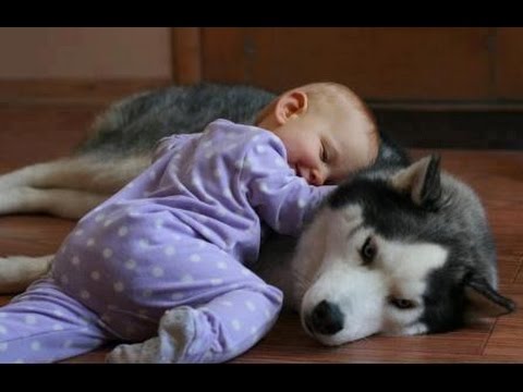 (86) Funny Dogs and Babies Playing Together – Cute dog & baby compilation – YouTube