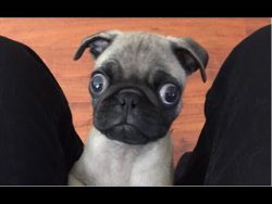 (86) Funny Dogs but only Pug Videos | instapugs – Pug Compilation 11 – YouTube