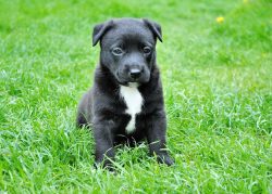 Labrador Retriever | PetSync