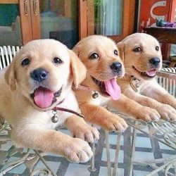 Labrador Retriever | PetSync