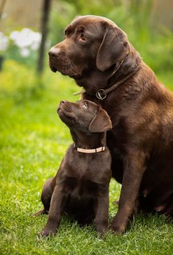 Labrador Retriever | PetSync