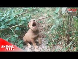 Little Injured Puppy Won’t Allow Rescuers to Help But Finally True Love Is Happened –