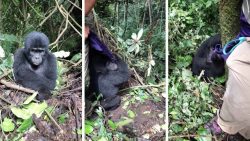 Lively baby gorilla caught on camera trying to play hide and seek with tourist in Ugandan forest ...
