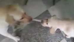 Mama and Baby Yellow Labrador Play Tug of War