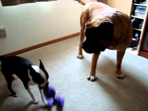 Mastiff VS Boston Terrier. Battle of the minds