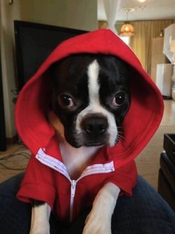 paw in the hood