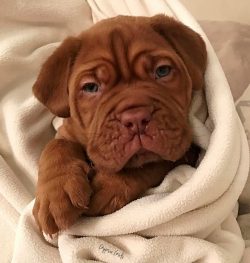 cute giant  baby

IG: gypsiegirls