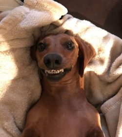 Laughing  Dachshunds